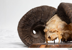  Skull Mouflon Ovis orientalis 